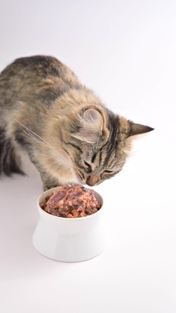 Konzervované masové jídlo v misce a šedá kočka jí. Sibiřská kočka. Zvířecí jídlo. Vertikální video pro sociální média. Zpomalený pohyb — Stock video