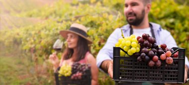 A woman and a man with a glass of red wine in the hills of Italy. Vineyards of Emilia Romagna and sun glare. Couple with grapes and wine in the harvest season. Selective focus. Banner. clipart