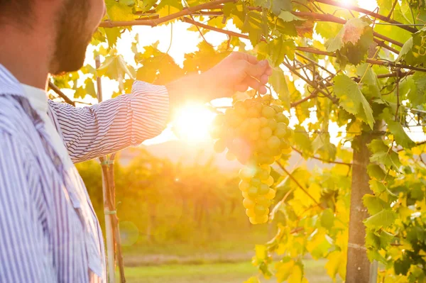 Vineyards sunset. Sunlight at sunset and vineyards with grapes in the hills of Italy. Person in the vineyards of Tuscany.