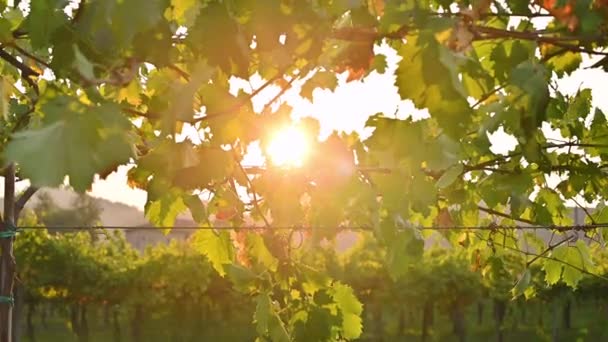 Viñedos al atardecer en las colinas de Italia. Puesta de sol en el marco. Enfoque selectivo. — Vídeo de stock