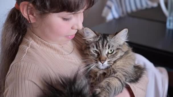 Ребенок и кошка. Крупный план пушистой кошки на руках ребенка — стоковое видео