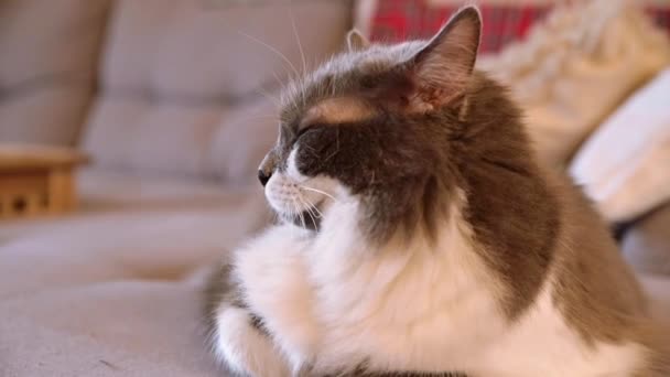 Chlupatá kočka na gauči — Stock video