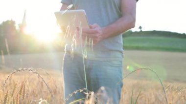 Çiftçi buğday tarlasında tablet kullanıyor. Tarımsal teknoloji alanında çalışan bir bilim adamı. İnsan elinin buğday saplarındaki tablete dokunuşunu kapat. Agronomist buğday kulaklarını araştırıyor.