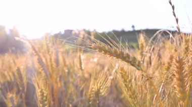 Buğday tarlası, rüzgardan sarkan buğday kulakları. Altın kulaklar rüzgarda yavaşça sallanıyor. Yaz günü olgunlaşan buğday tarlası manzarası. Tarım endüstrisi.