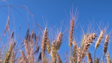 Buğday tarlası, rüzgardan sarkan buğday kulakları. Altın kulaklar rüzgarda yavaşça sallanıyor. Yaz günü olgunlaşan buğday tarlası manzarası. Tarım endüstrisi.