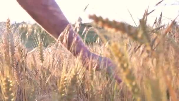 Campo de trigo. Orelhas douradas estão balançando lentamente no close-up do vento. Vista do campo de trigo amadurecido no dia de verão. Indústria agrícola. — Vídeo de Stock