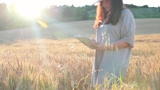 Çiftçi buğday tarlasında tablet kullanıyor. Tarımsal teknoloji alanında çalışan bir bilim adamı. İnsan elinin buğday saplarındaki tablete dokunuşunu kapat. Agronomist buğday kulaklarını araştırıyor. — Stok video