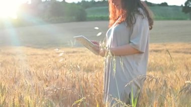 Çiftçi buğday tarlasında tablet kullanıyor. Tarımsal teknoloji alanında çalışan bir bilim adamı. İnsan elinin buğday saplarındaki tablete dokunuşunu kapat. Agronomist buğday kulaklarını araştırıyor.