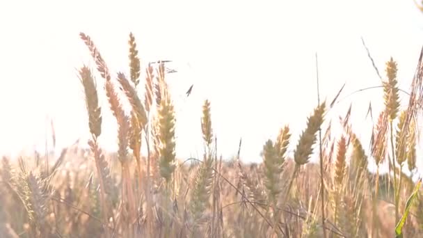 밀 밭, 부드러운 바람에 흔들리는 밀 귀. 금빛 귀는 바람을 따라 천천히 흔들 립니다. 여름에 밀밭이 무르익는 모습을 상상 해 보 십시오. 농업. — 비디오