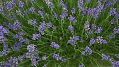 Provence, Fransa 'daki Lavanta Bölgesi stok videosu. Çiçek açan mor kokulu lavanta çiçekleri. Büyüyen lavanta rüzgarda sallanıyor günbatımı gökyüzünde, hasat zamanı. Kapat.