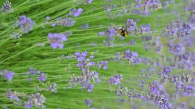 Provence, Fransa 'daki Lavanta Bölgesi stok videosu. Çiçek açan mor kokulu lavanta çiçekleri. Büyüyen lavanta rüzgarda sallanıyor günbatımı gökyüzünde, hasat zamanı. Kapat.
