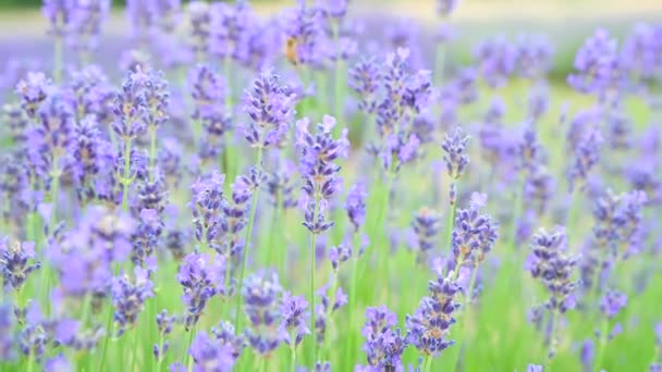 Απόθεμα βίντεο Lavender τομέα στην Προβηγκία, Γαλλία. Ανθισμένα άνθη λεβάντας με άρωμα βιολέτας. Καλλιέργεια λεβάντας ταλαντεύεται στον άνεμο πάνω από τον ουρανό ηλιοβασίλεμα, συγκομιδή. Κοντινό πλάνο — Αρχείο Βίντεο