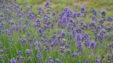 Provence, Fransa 'daki Lavanta Bölgesi stok videosu. Çiçek açan mor kokulu lavanta çiçekleri. Büyüyen lavanta rüzgarda sallanıyor günbatımı gökyüzünde, hasat zamanı. Kapat.