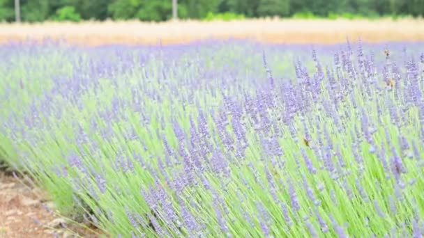 Stock vídeo Campo de lavanda em Provence, França. Flor Violeta perfumada flores de lavanda. Lavanda crescente balançando no vento sobre o céu por do sol, colheita. Fechar — Vídeo de Stock