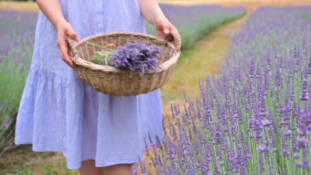 Lavanta tarlasında bir demet lavanta taşıyan şapkalı genç bir kadın.. — Stok video