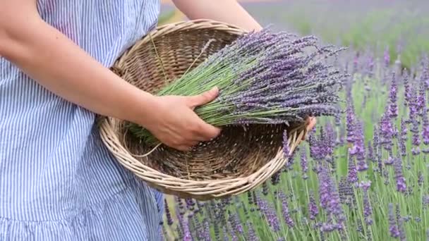 Ung kvinna i hatt med en bukett lavendel på ett lavendelfält. — Stockvideo