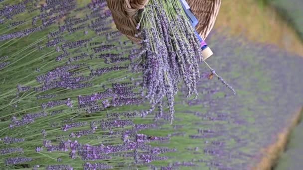 Person with a bouquet of lavender in a basket. — Stock Video