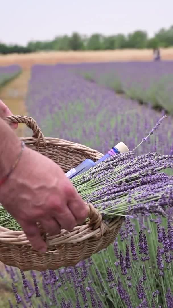 Person with a bouquet of lavender in a basket. — Stock Video