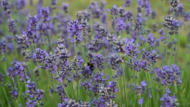 Stockvideo Lavendelfält i Provence, Frankrike. Blommande violdoftande lavendelblommor. Odlar lavendel svajande på vinden över solnedgången himmel, skörd. Närbild — Stockvideo