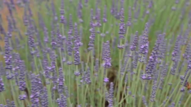 Stockvideo Lavendelfält i Provence, Frankrike. Blommande violdoftande lavendelblommor. Odlar lavendel svajande på vinden över solnedgången himmel, skörd. Närbild — Stockvideo