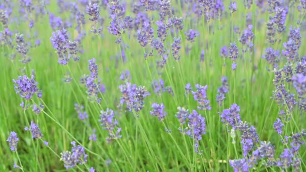 Stockvideo Lavendelfält i Provence, Frankrike. Blommande violdoftande lavendelblommor. Odlar lavendel svajande på vinden över solnedgången himmel, skörd. Närbild — Stockvideo