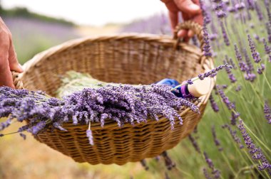 Sepetinde bir demet lavanta olan kişi..