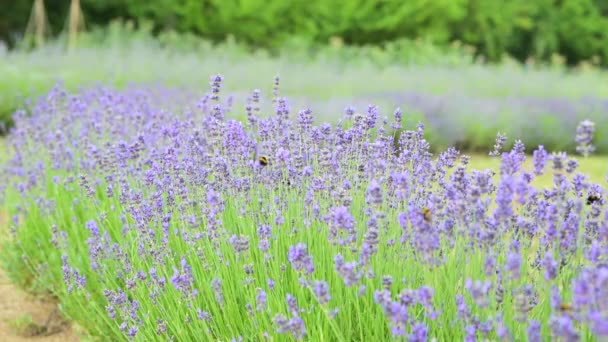 Vidéo stock Champ de lavande en Provence, France. Floraison Violette parfumé fleurs de lavande. Lavande en croissance se balançant sur le vent au coucher du soleil, récolte. Gros plan — Video