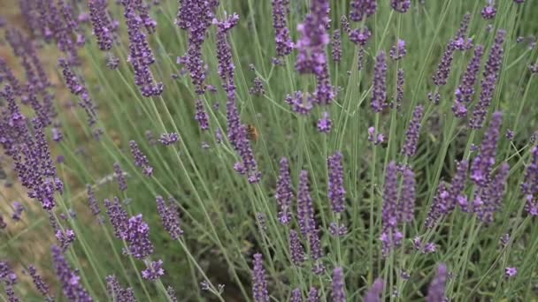 Stock video Campo de lavanda en Provenza, Francia. Flor Violeta fragantes flores de lavanda. Creciendo Lavanda balanceándose en el viento sobre el cielo puesta del sol, cosecha. Primer plano — Vídeos de Stock