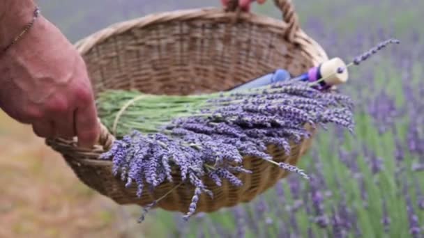 Aceite esencial de lavanda en hermosa botella en la mano — Vídeos de Stock