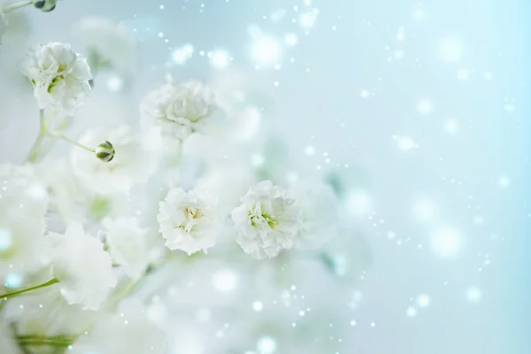 Küçük beyaz çiçekler Gypsophila paniculata bulanık, seçici 