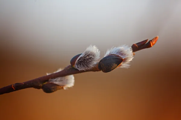 Willow Salix caprea branches with buds blossoming in early spring — Stock Photo, Image