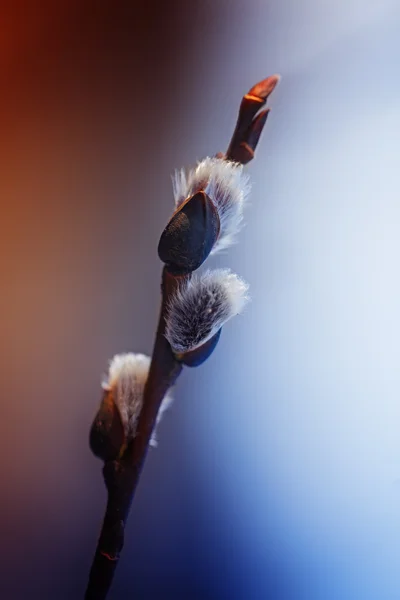 Vrba Salix caprea větve s pupeny kvetoucí brzy na jaře — Stock fotografie