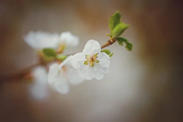 Beautiful cherry tree blooming, gentle little white flowers on t — Stock Photo, Image