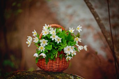 Güzel sepet Anemone nemorosa buket 