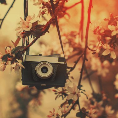 Eski kamera güneşli bahar günde bir elma ağacı üzerinde asılı.