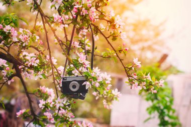 Eski kamera güneşli bahar günde bir elma ağacı üzerinde asılı