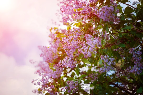 Bush of Beautiful purple lilac flowers with the leaves — Stock Photo, Image