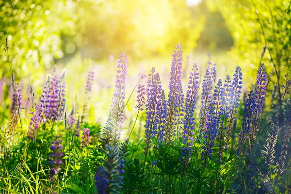 Violet lupines flowers over green background at summer day , out — Stock Photo, Image