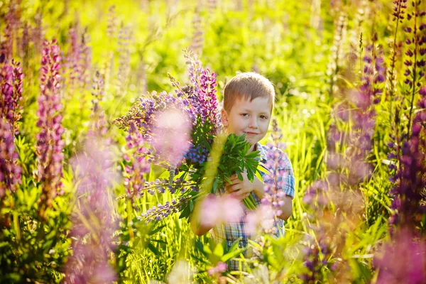 Carino bambino in età prescolare violetta campo di fiori di lupino, tenendo un — Foto Stock