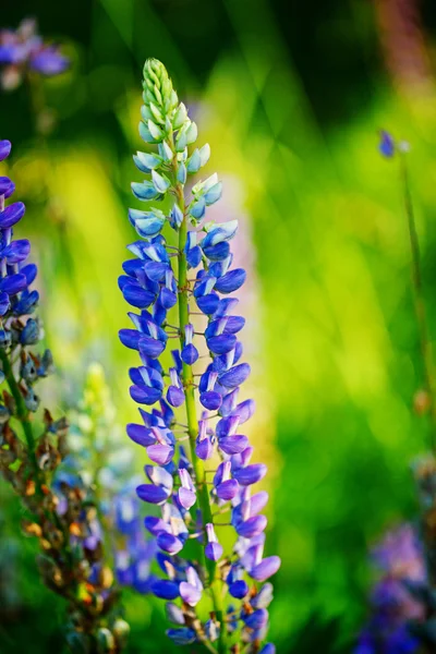 Blå lupiner blommor över grön bakgrund i sommarträdgården eller p — Stockfoto