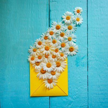 Mavi ahşap arka plan üzerinde papatya ile sarı wenvelope