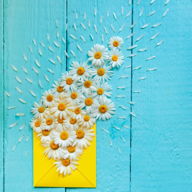 Mavi ahşap arka plan üzerinde papatya ile sarı wenvelope. Üstten Görünüm.