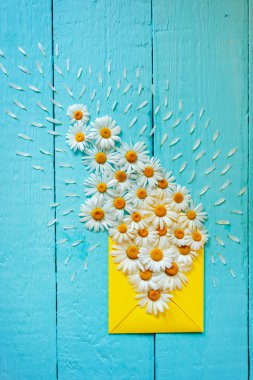 Mavi ahşap arka plan üzerinde papatya ile sarı wenvelope. Üstten Görünüm.