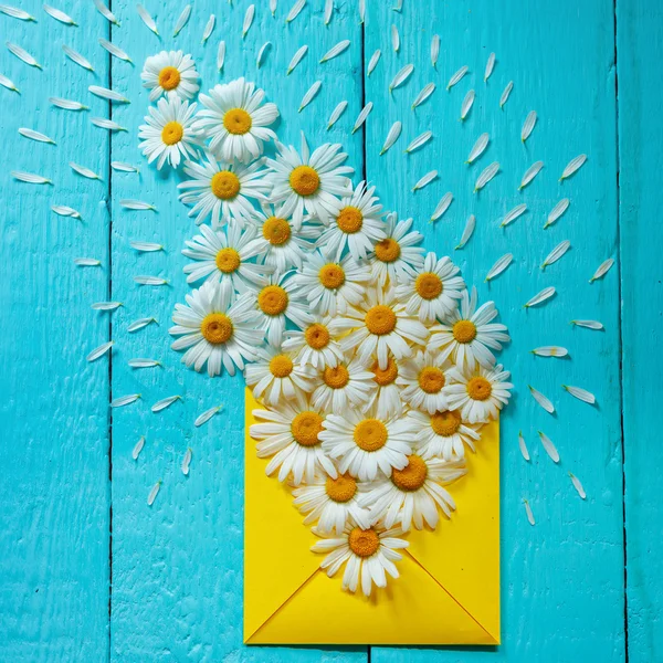 Mavi ahşap arka plan üzerinde papatya ile sarı wenvelope. Üstten Görünüm.