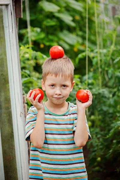 Портрет маленького хлопчика, який тримає стиглі помідори в теплиці . — стокове фото