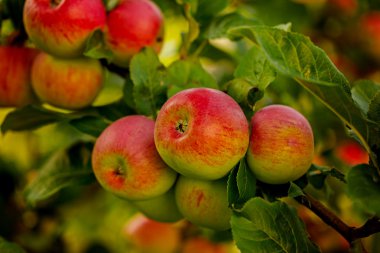Kırmızı elma ağacı Bahçe tam üzerinde büyüyen.