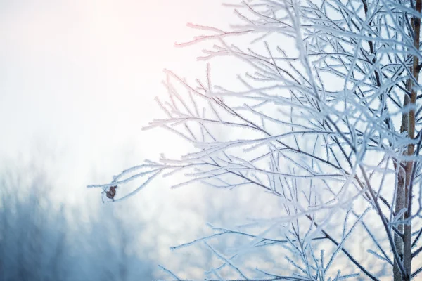 Winter Natur Hintergrund. Winterlandschaft. Winterszene. eingefroren — Stockfoto