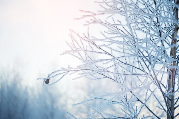 Fundo da natureza de inverno. Paisagem de inverno. Cena de inverno. Congelados — Fotografia de Stock