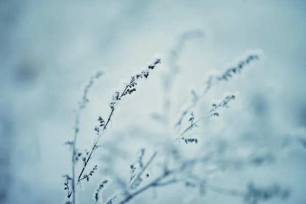 Sfondo natura inverno.Paesaggio inverno.Scena invernale .Frozen — Foto Stock