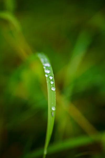 水滴在绿色的草地上。自然抽象背景。塞莱 — 图库照片